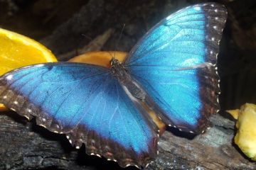 Butterfly Park